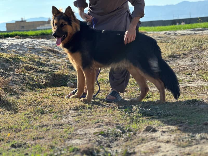 German Shepherd dog (Trained and Vaccinated) 1