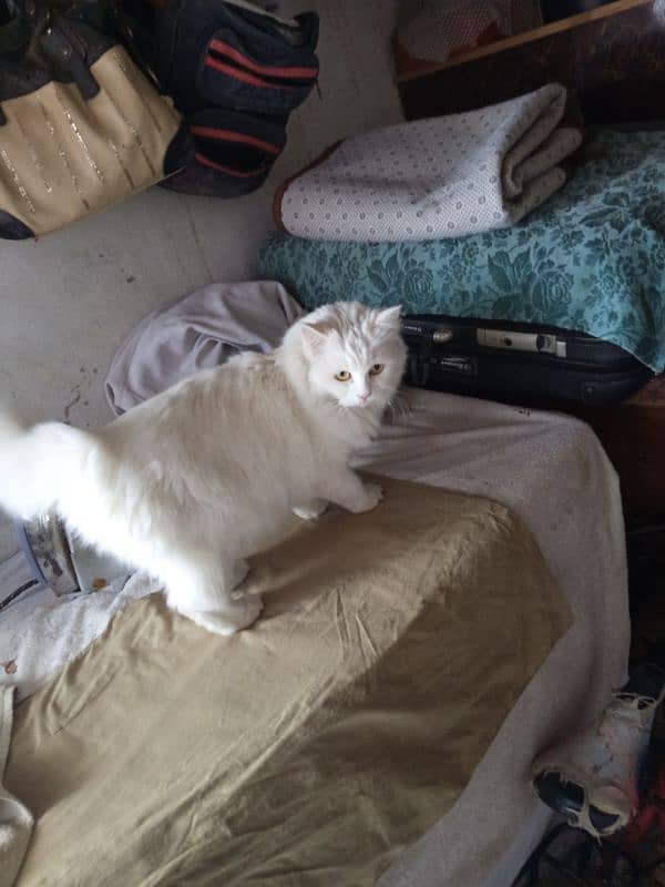 white Cat in good health ready for breed 0