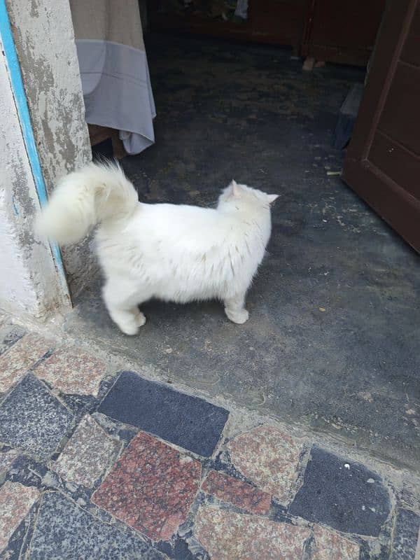 white Cat in good health ready for breed 1