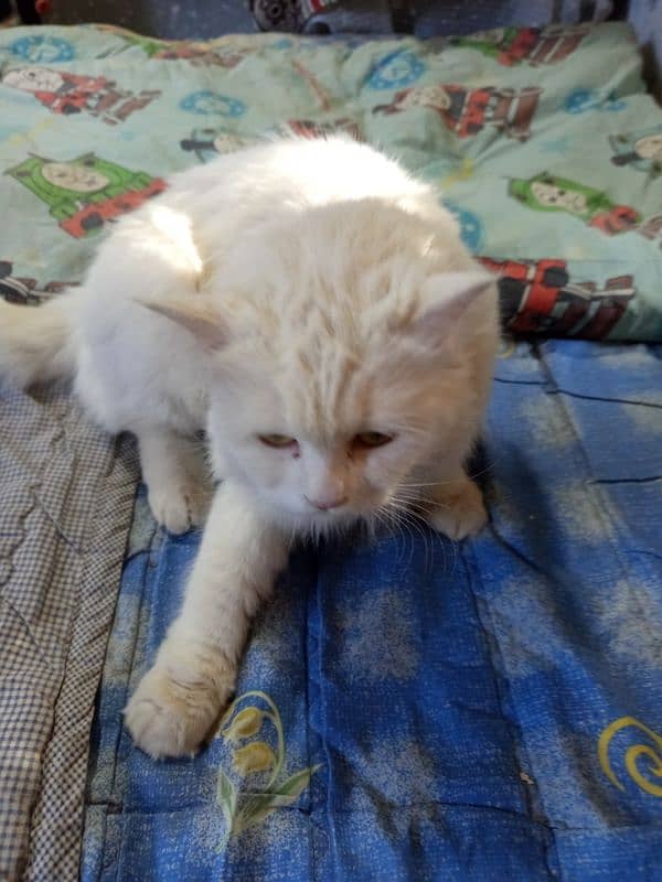 white Cat in good health ready for breed 4