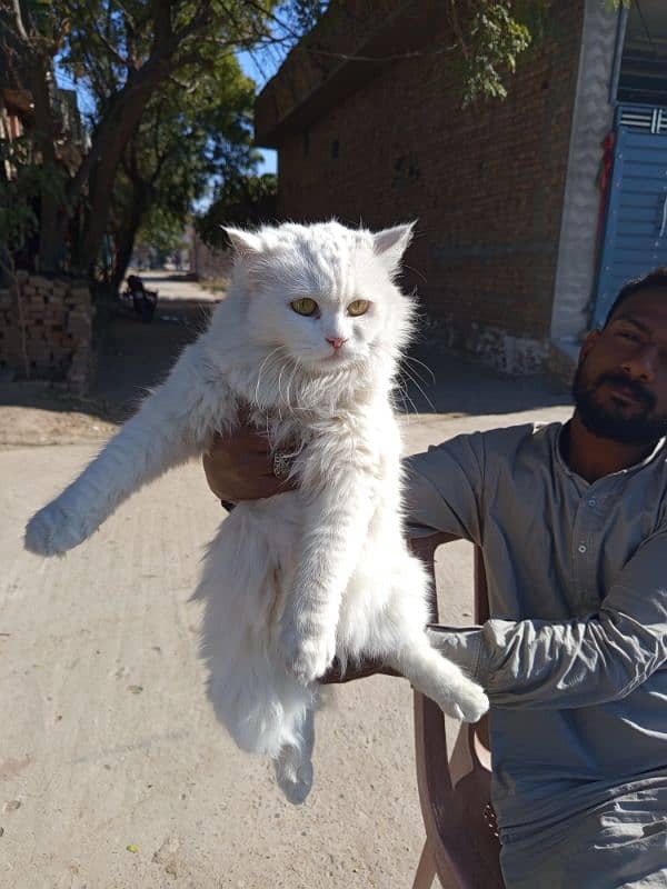 white Cat in good health ready for breed 5