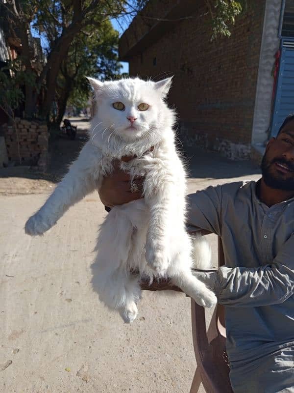 white Cat in good health ready for breed 6