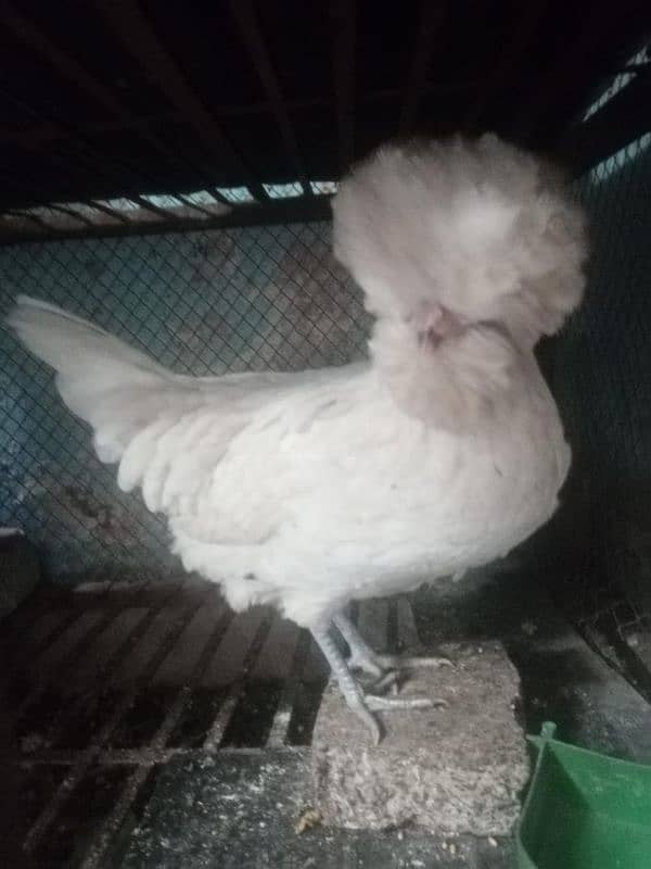 White polish hen 0