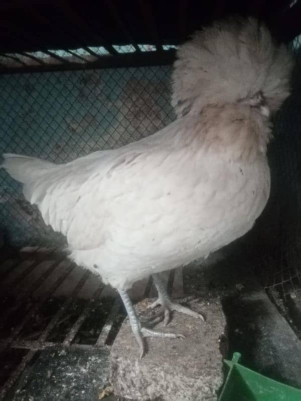 White polish hen 1