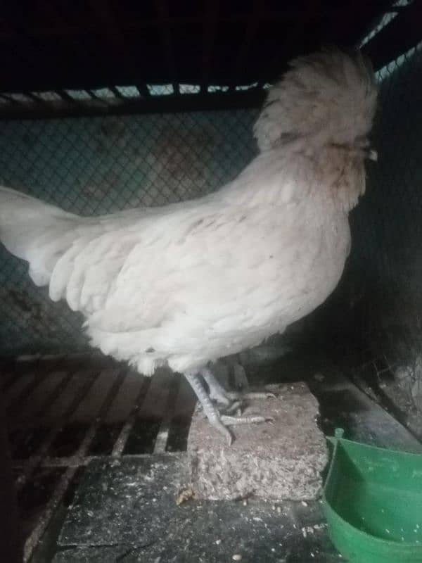 White polish hen 2