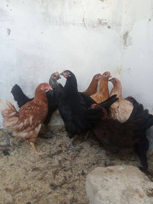 Golden Misri|Hens|Chicks|lohman|Murgiyan|مرغیاں|austerlop/egg laying 3