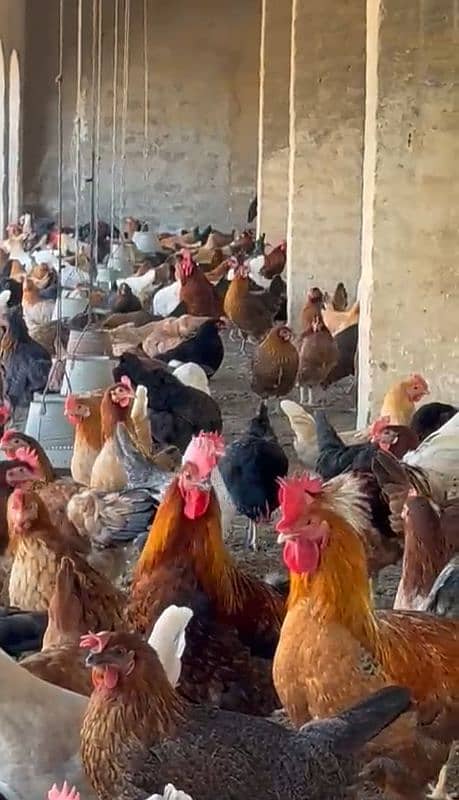 Golden Misri|Hens|Chicks|lohman|Murgiyan|مرغیاں|austerlop/egg laying 4