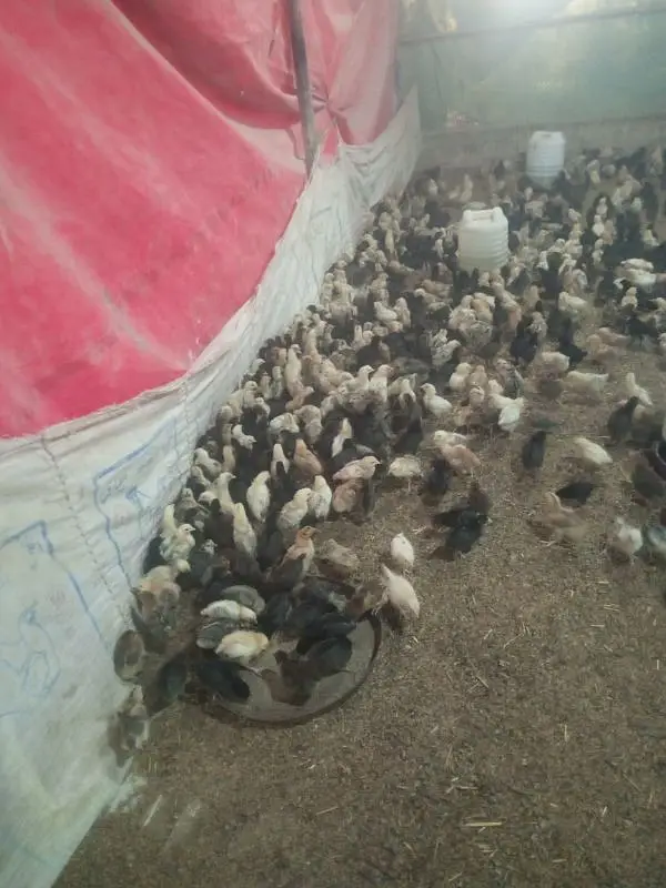 Golden Misri|Hens|Chicks|lohman|Murgiyan|مرغیاں|austerlop/egg laying — photo 6