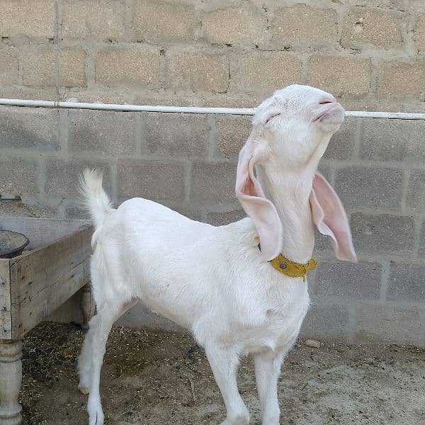 pure rajanpuri bakri 5