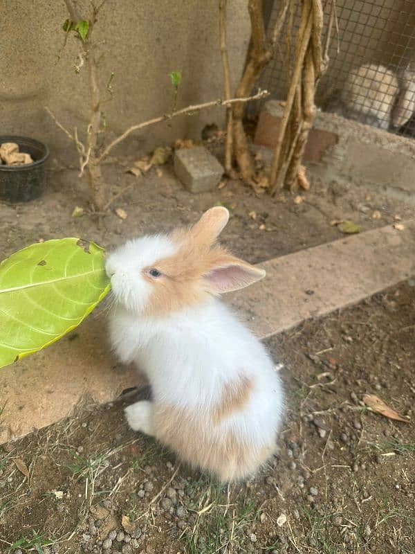 cute bunnies 2