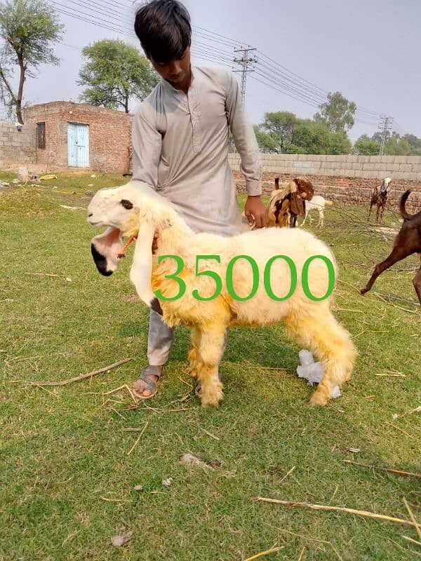 goats | bakri | breeder bakra |desi bakri |all breeds available| Kajla 0