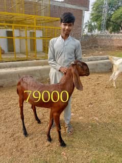 goats | bakri | breeder bakra |desi bakri |all breeds available| Kajla