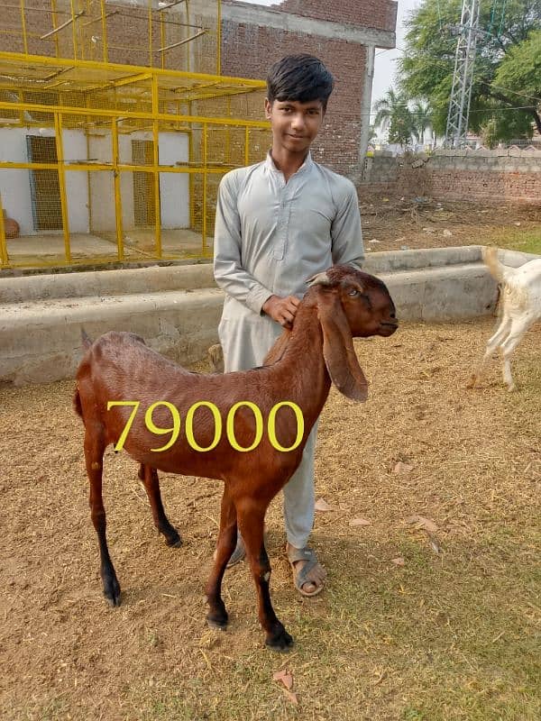 goats | bakri | breeder bakra |desi bakri |all breeds available| Kajla 1