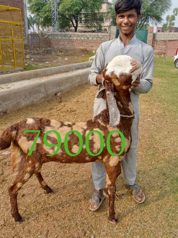 goats | bakri | breeder bakra |desi bakri |all breeds available| Kajla 2