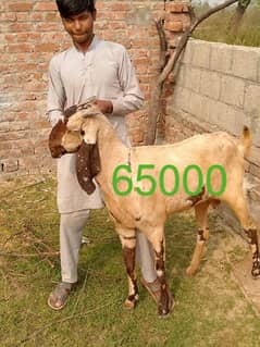 goats | bakri | breeder bakra |desi bakri |all breeds available| Kajla