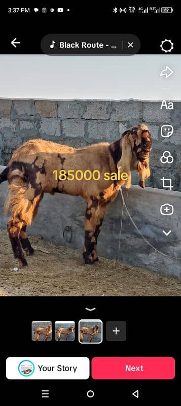 goats | bakri | breeder bakra |desi bakri |all breeds available| Kajla 4