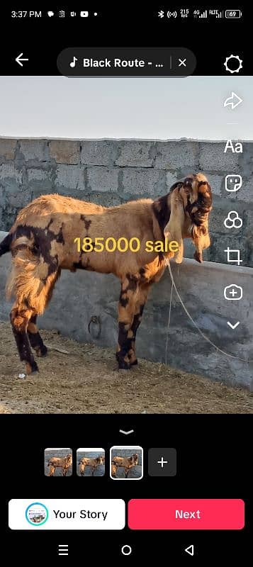 goats | bakri | breeder bakra |desi bakri |all breeds available| Kajla 5