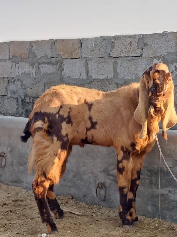 goats | bakri | breeder bakra |desi bakri |all breeds available| Kajla 6