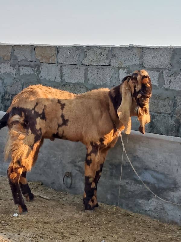 goats | bakri | breeder bakra |desi bakri |all breeds available| Kajla 8