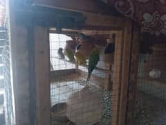 budgies