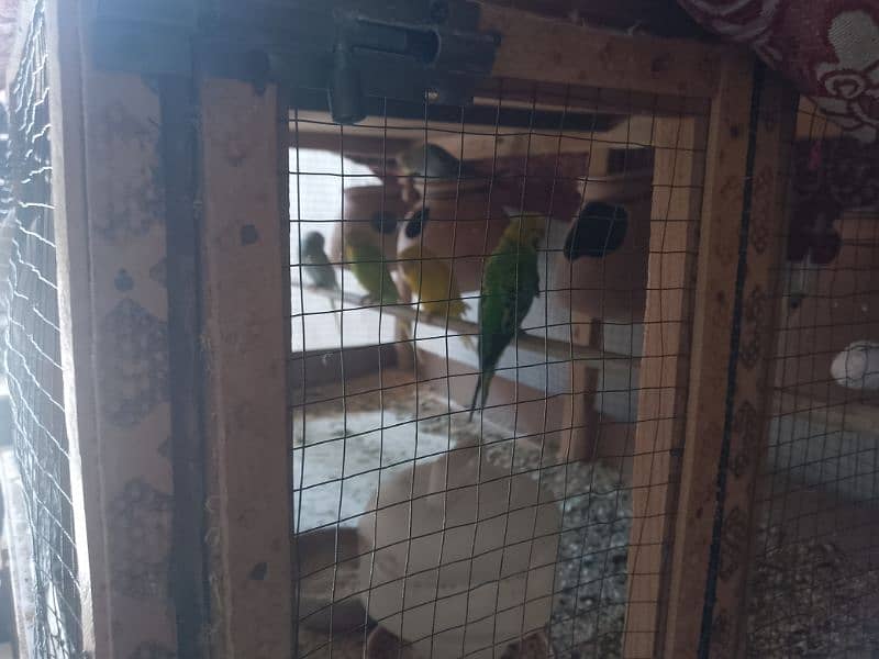 budgies pair sell all 1