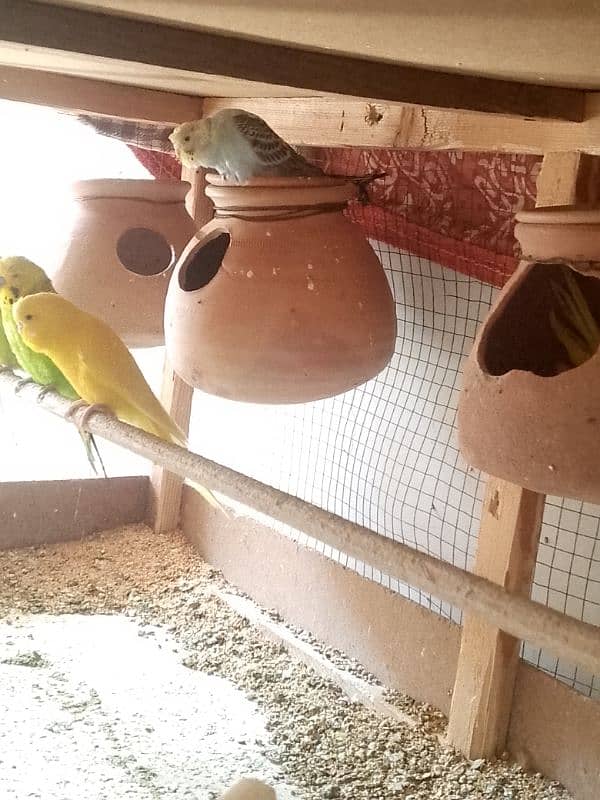 budgies pair sell all 2