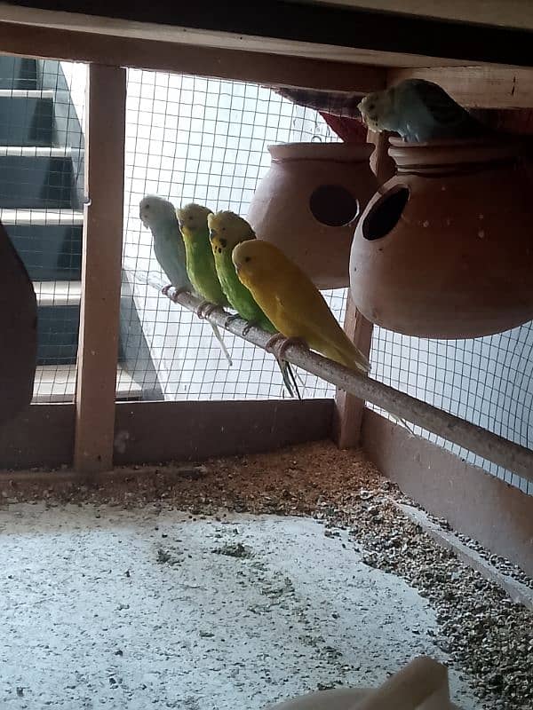 budgies pair sell all 3