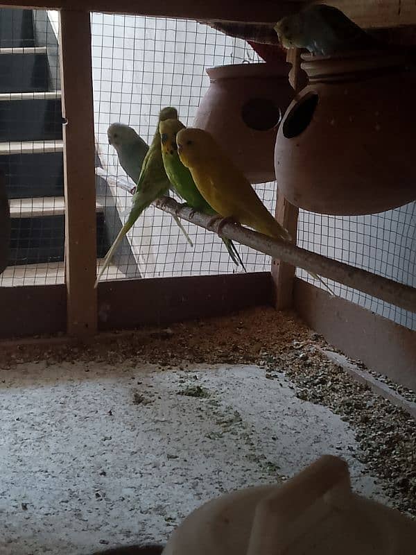 budgies pair sell all 4