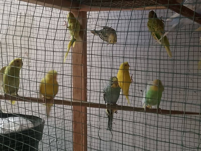 budgies pair sell all 5