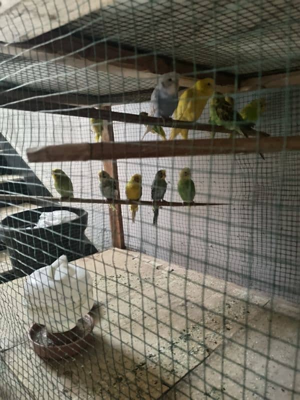 budgies pair sell all 6