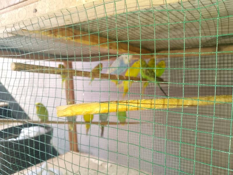 budgies pair sell all 7