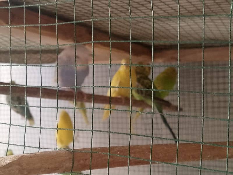 budgies pair sell all 8