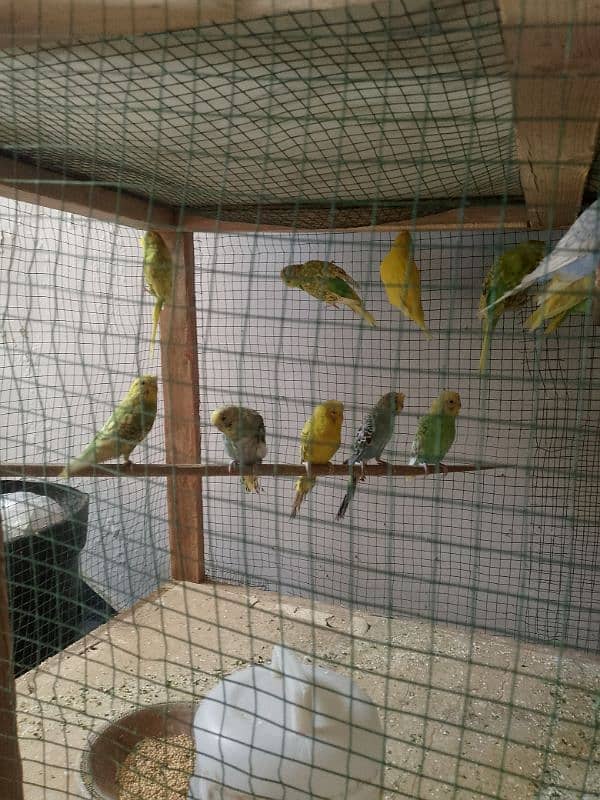 budgies pair sell all 9