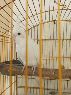 Parrot White Cocktiel For Sale