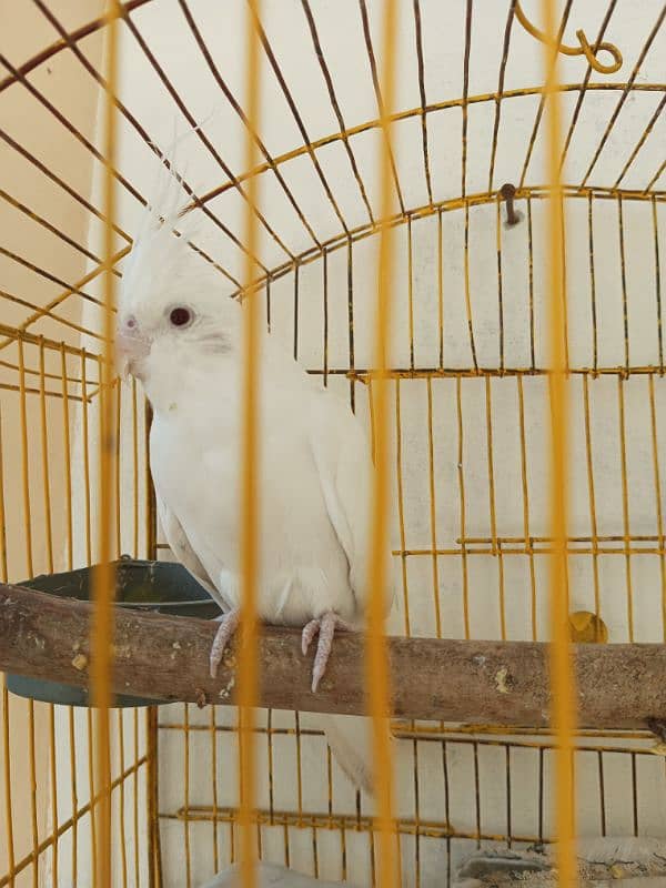 Parrot White Cocktiel For Sale 0