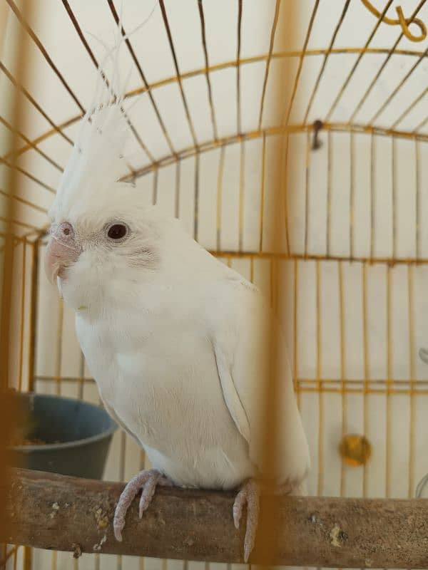 Parrot White Cocktiel For Sale 1