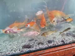 Whole Aquarium With Filter and Air Pump 19 Fishes For Sale