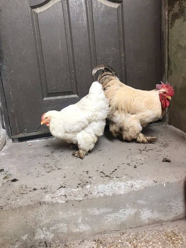 white buff pair , white heavy buff pair and 2 rabbits 2