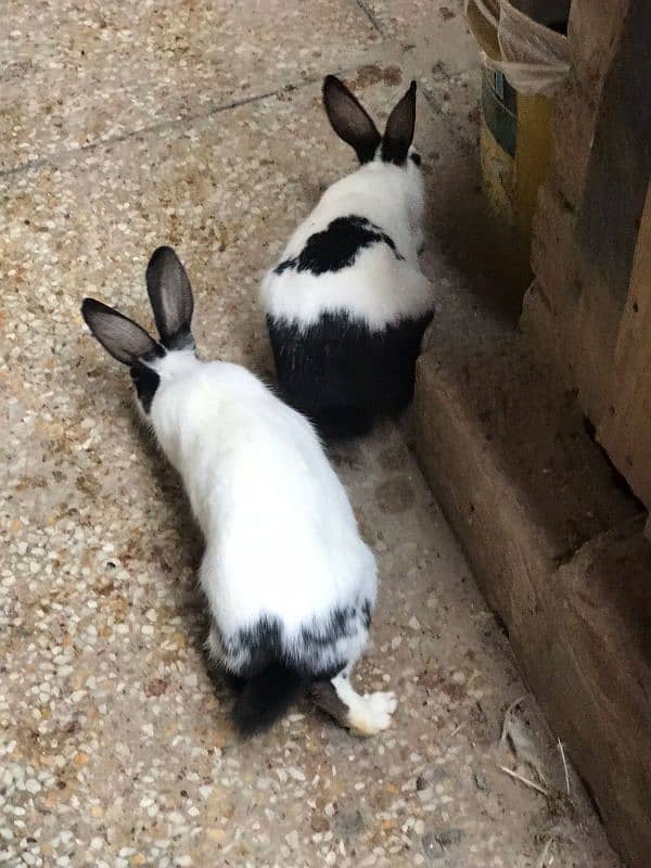 white buff pair , white heavy buff pair and 2 rabbits 5