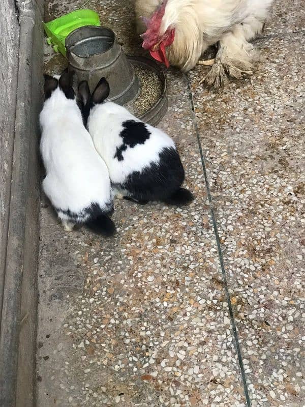 white buff pair , white heavy buff pair and 2 rabbits 6