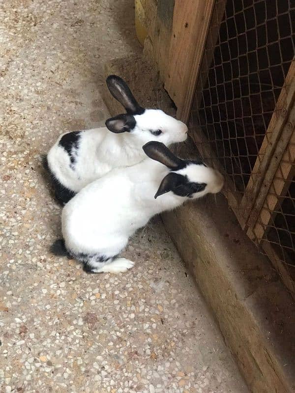 white buff pair , white heavy buff pair and 2 rabbits 7