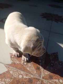 British Labrador female puppy