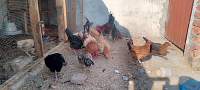 pure Desi murgian eggs laying and Statr hens