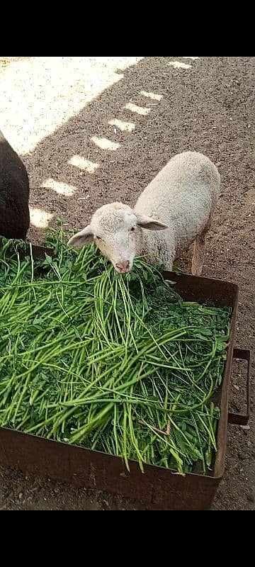 long Tail sheep Female / Merino Long Tail sheep 0