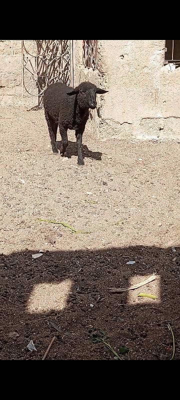 long Tail sheep Female / Merino Long Tail sheep 1