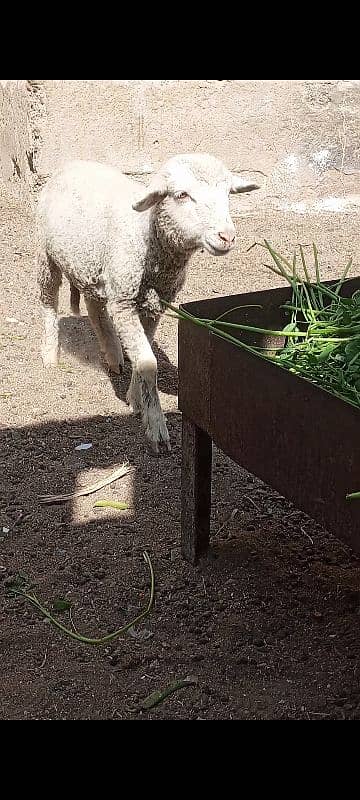 long Tail sheep Female / Merino Long Tail sheep 2