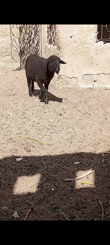 long Tail sheep Female / Merino Long Tail sheep 3