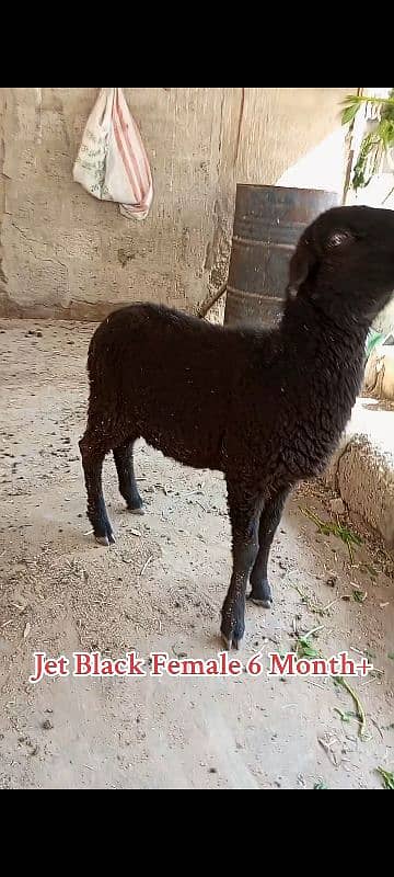 long Tail sheep Female / Merino Long Tail sheep 4