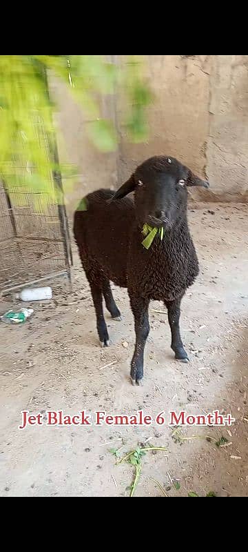 long Tail sheep Female / Merino Long Tail sheep 5