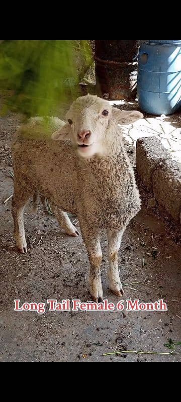 long Tail sheep Female / Merino Long Tail sheep 6